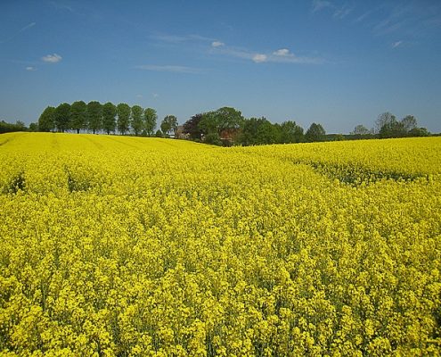 SEO im Kreis Steinburg SEO im Kreis Steinburg