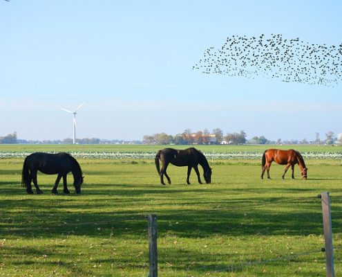 SEO in Schenefeld SEO in Schenefeld